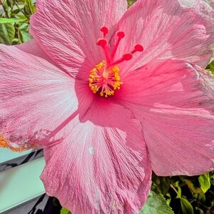 Large Pink Hibiscus Flower Print